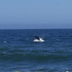 Illustration for article titled A whale of a week
